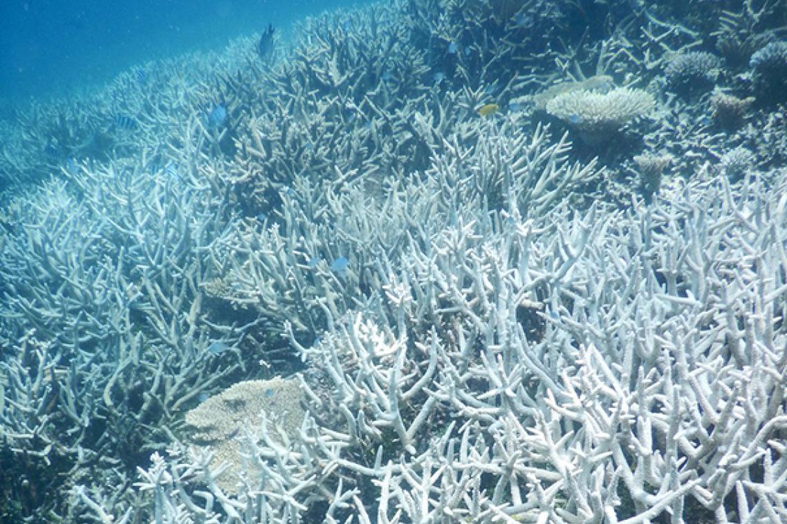 Coral bleaching, Heron Island, February 2016