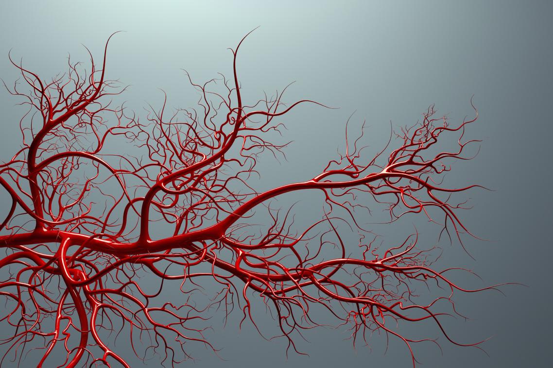 An animated vascular system. Photo: iStock