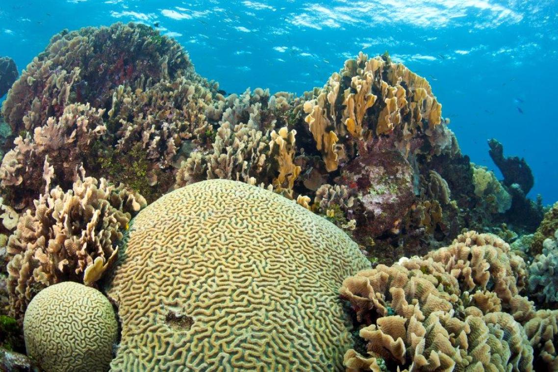 Not all marine species are covered by marine protection areas (MPAs).