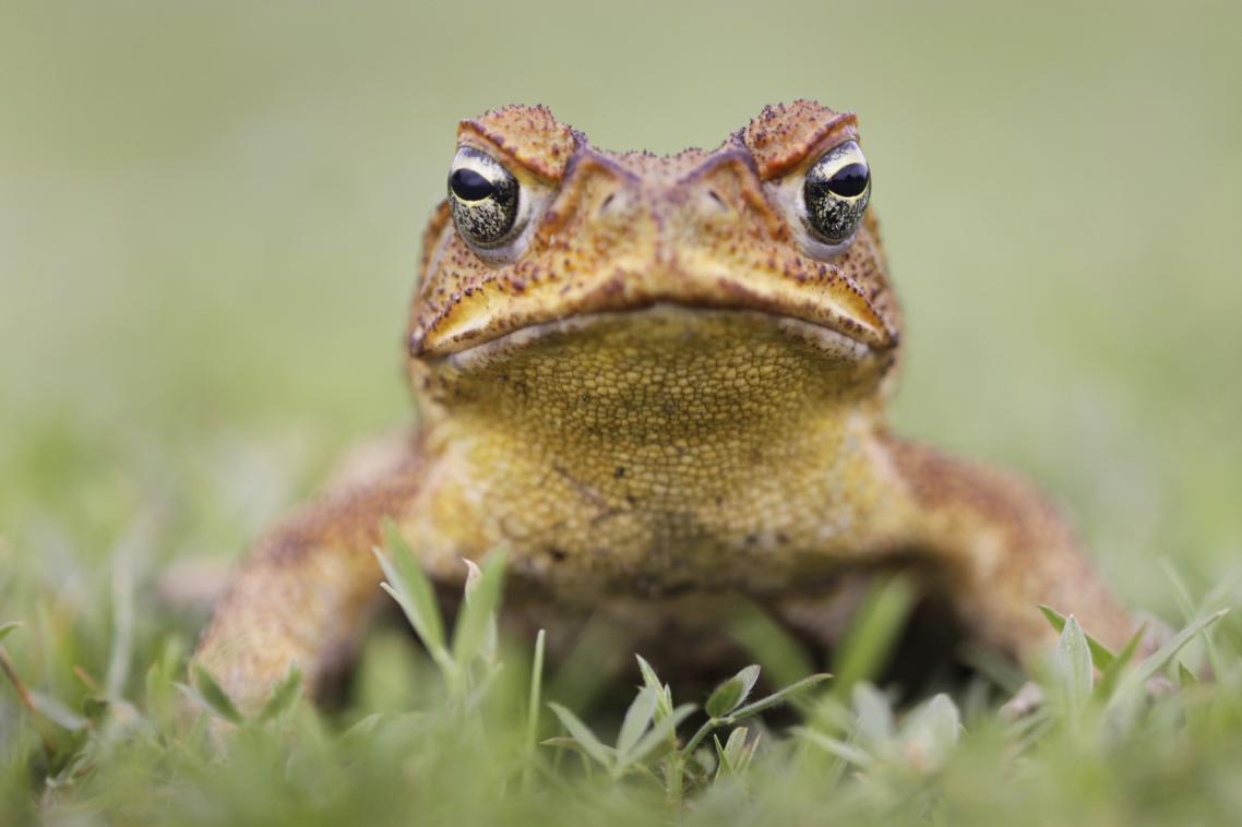 Cane toad.