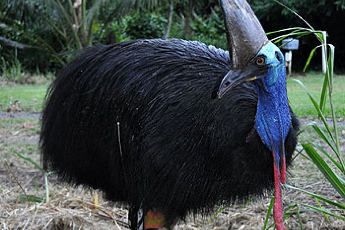 A cassowary tagged with a GPS at Etty Bay in north Queensland. Photo courtesy Hamish Campbell