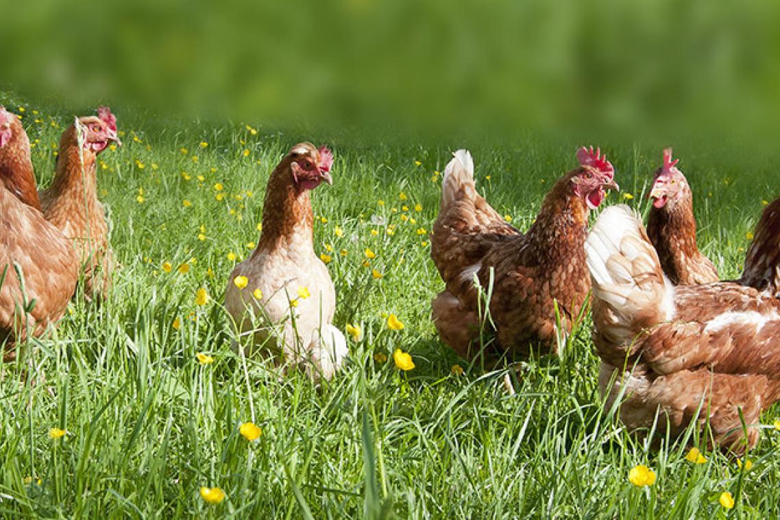 Good animal husbandry practices are gaining recognition