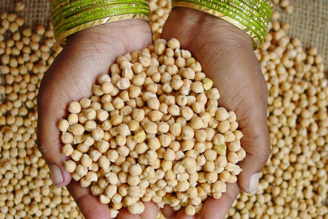 Hand holding chickpea seeds. Supplied by Dr Rajeev Varshney