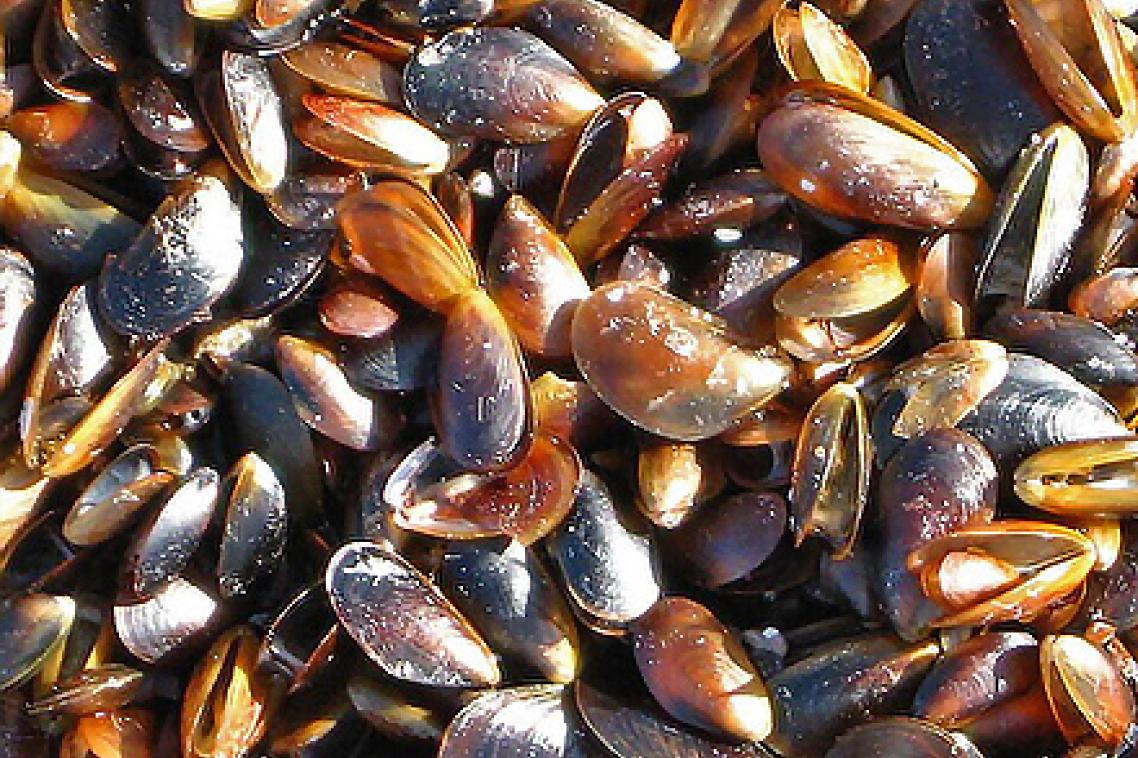 Increased levels of CO2 in the ocean could alter the rate at which calcium carbonate dissolves in mussels, shell fish and other creatures.