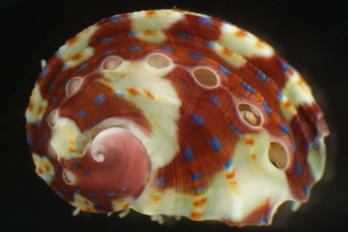 The shell of a juvenile tropical abalone, Haliotis asinina. Dan Jackson. 