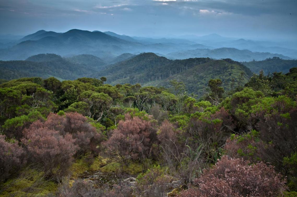 Congo rainforest. Photo by Liana Joseph.