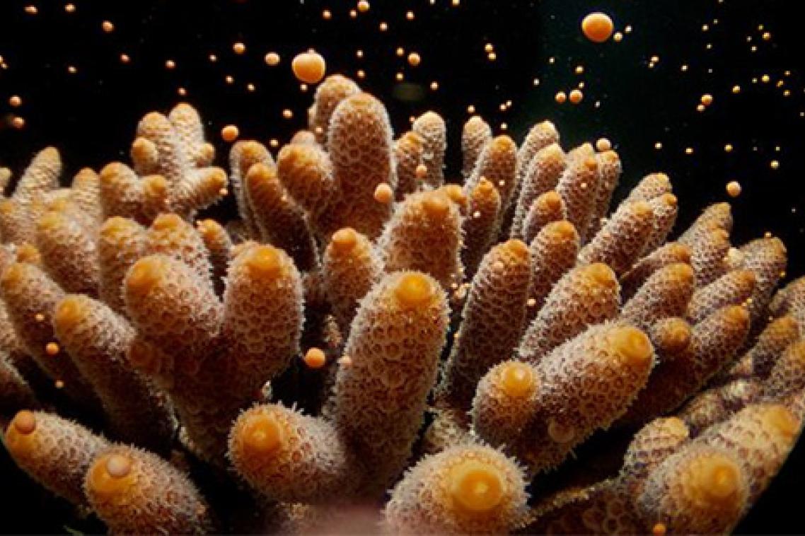 An Acropora millepora colony releasing gametes during broadcast mass spawning