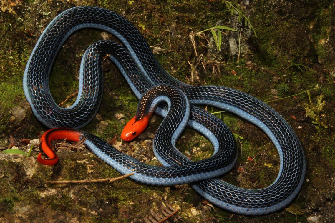 Blue coral snake: photo by Tom Charlton
