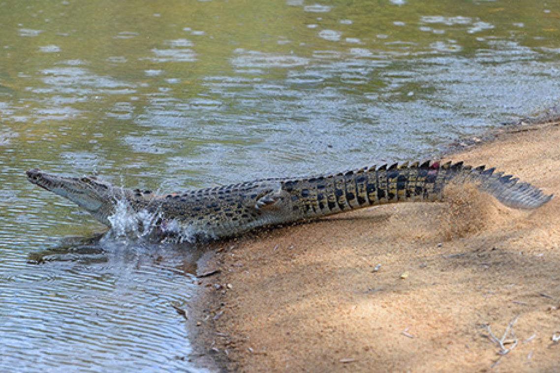 Courtesy: Australia Zoo