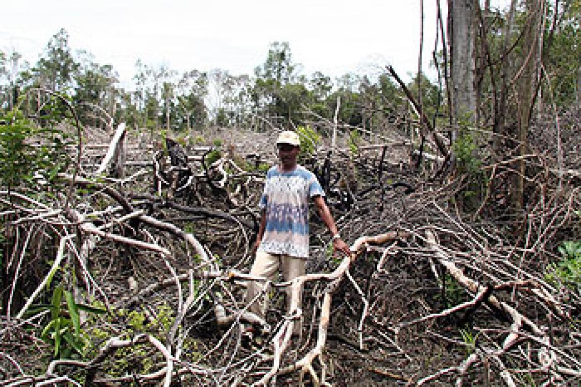 An example of deforestation in Kalimantan, Indonesia