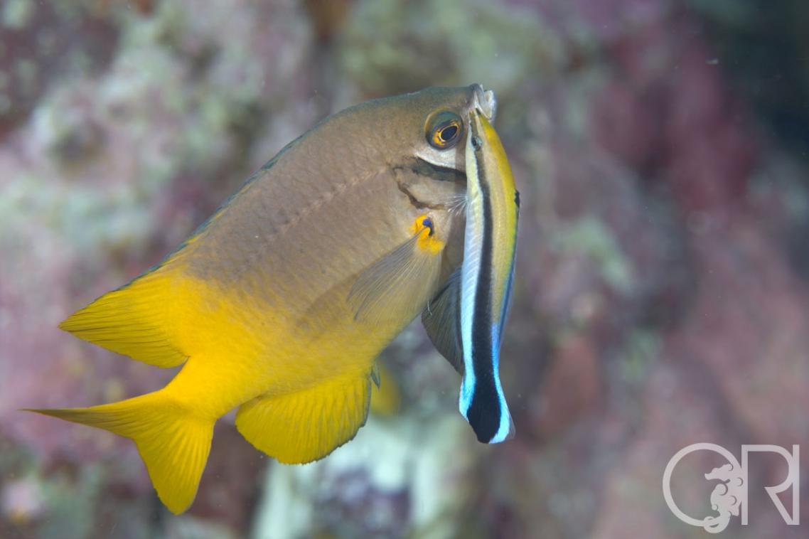Photo: Cleaner wrasse with a client Scarface damsel by Richard Smith