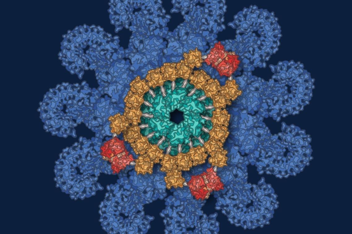 graphic depicting the structure of an inflammasome