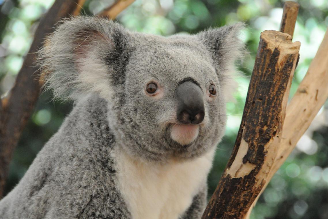 Koala populations have declined rapidly in south-east Queensland.