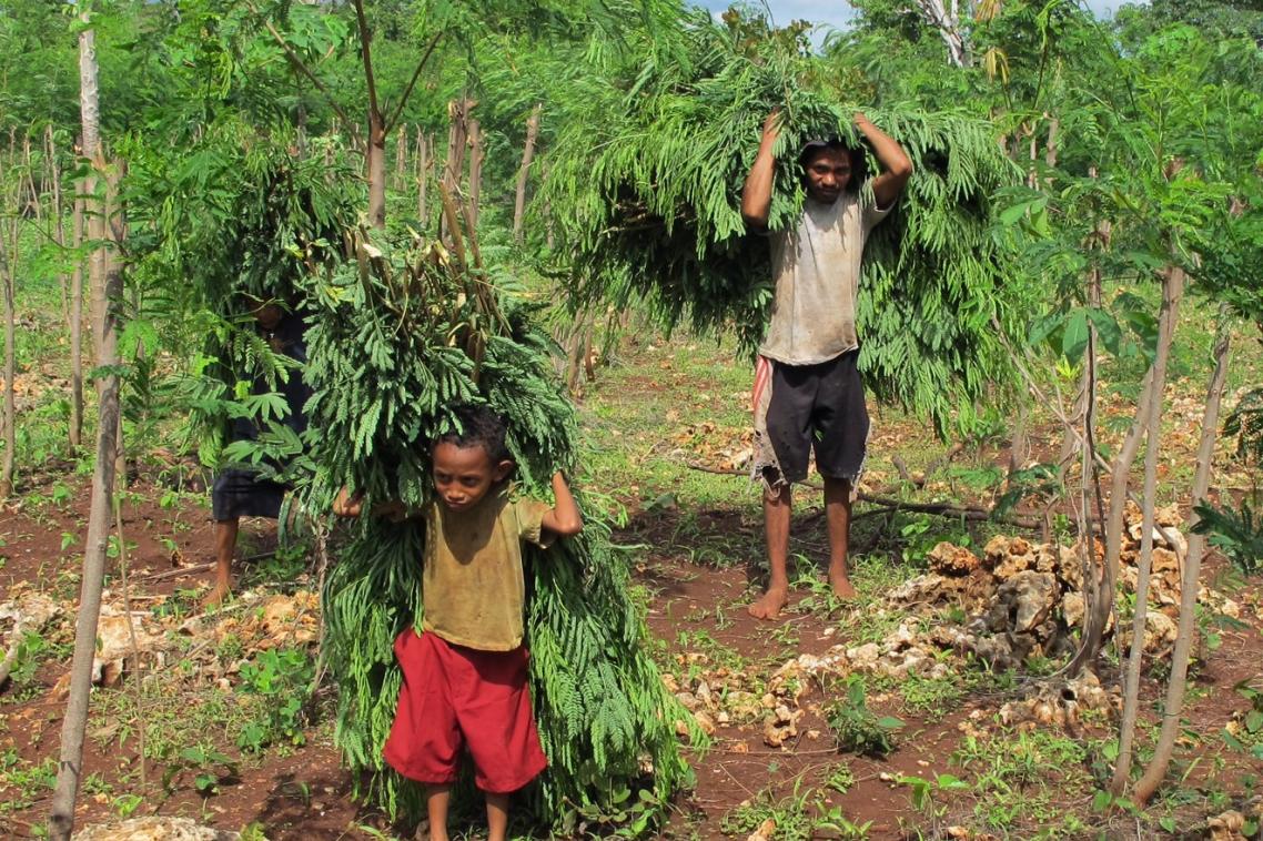 Leucaena is harvested in eastern Indonesia, before being fed to cattle. Image: Max Shelton
