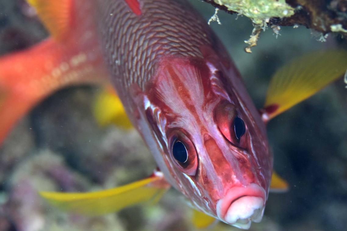 Squirrelfish are part of a family of coral fish that take advantage of a 'multibank retina' to survive on the reef at night. Image: Justin Marshall