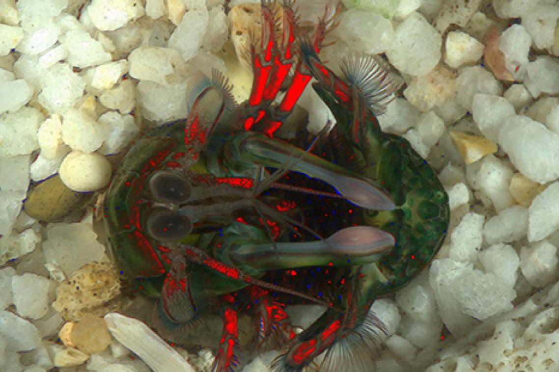 A mantis shrimp in a defensive position, on its back with its legs, head and heavily-armoured tail closed over. The red colour indicates areas of reflected circular polarising light. Credit Yakir Gagnon/QBI