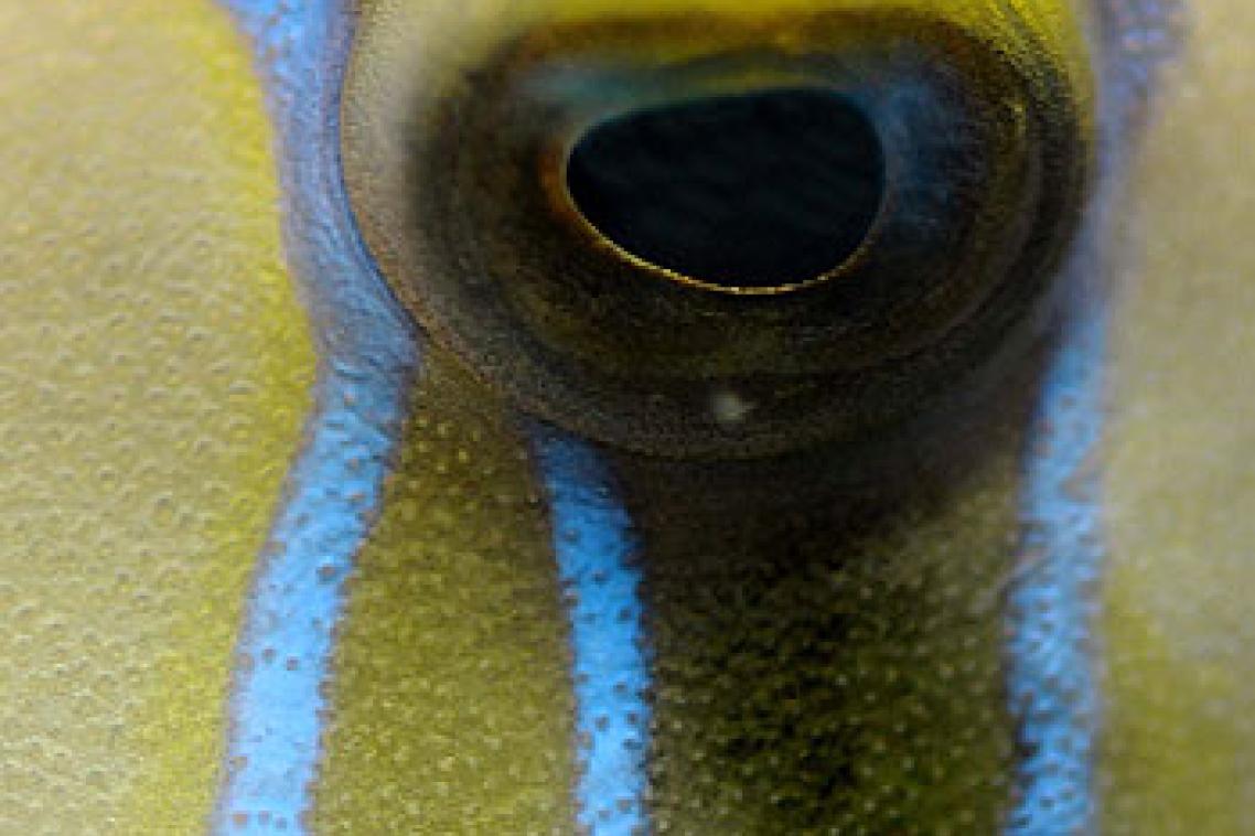 Close up of a trigger fish's eye