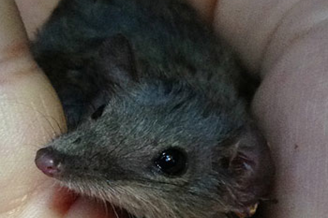 Subtropical antechinus … males die after sex. Photo: Daniela Parra Faundes