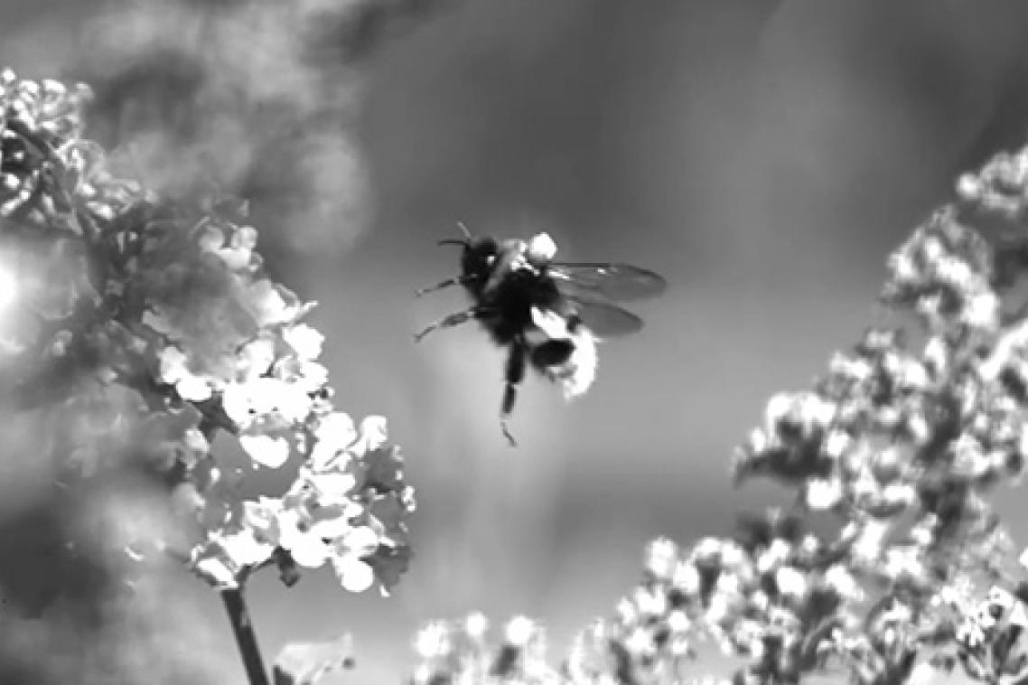 A black and white still image from a video showing a bee with a refelective marker on its back approaching a flower.