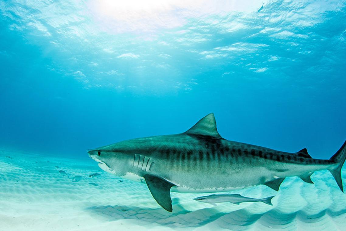 Tiger shark