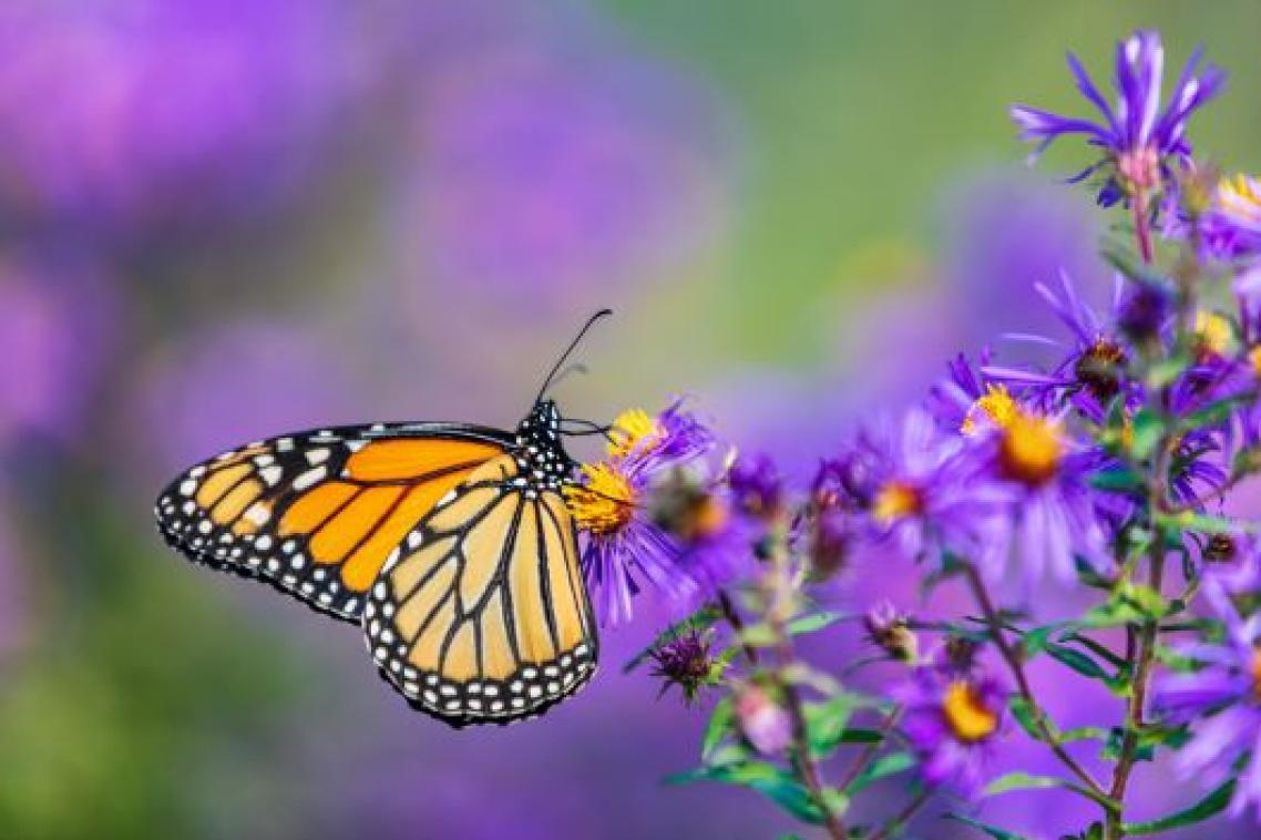 A monarch butterfly on purple flowers