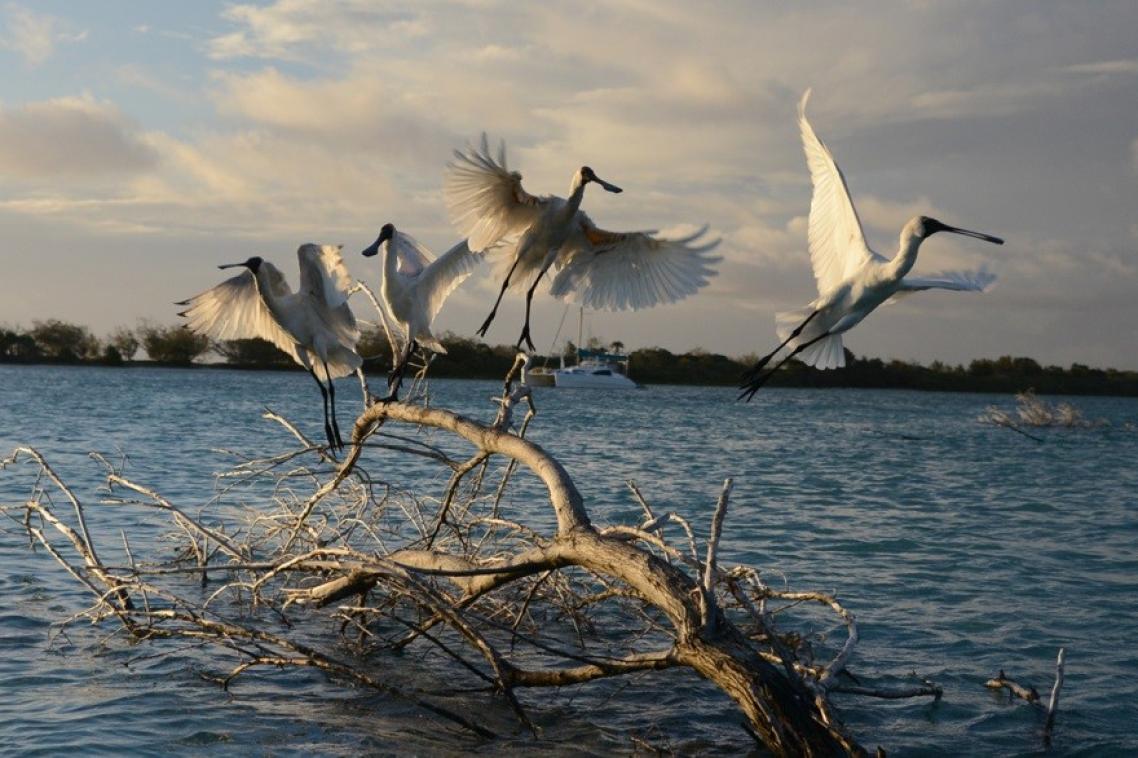 Spoonbills near UQ’s Moreton Bay Research Station. Photo by Lucy Trippett.