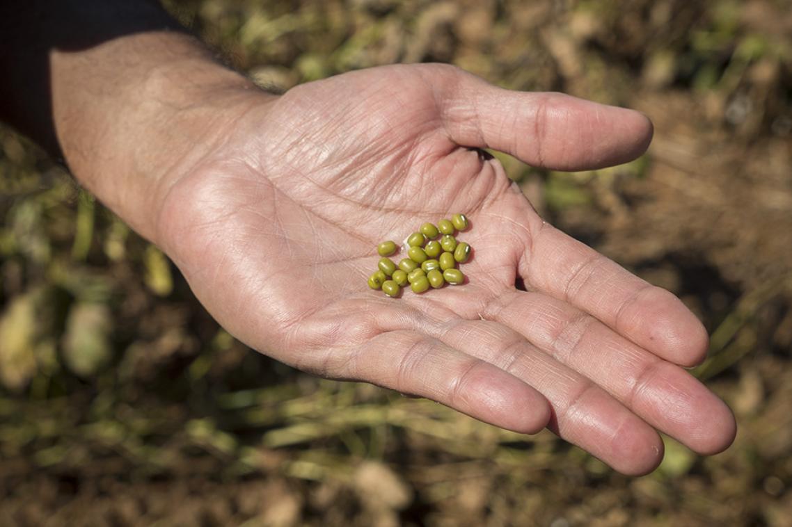 Man's hand holding quantity of mungbean, green in colour