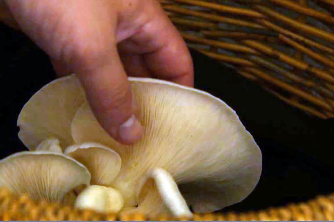 The cellar's thick sandstone walls provide an ideally stable, dark and humid environment for growing mushrooms.