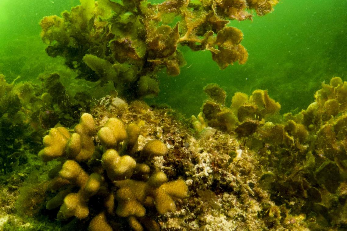 Increases in seaweed threaten corals