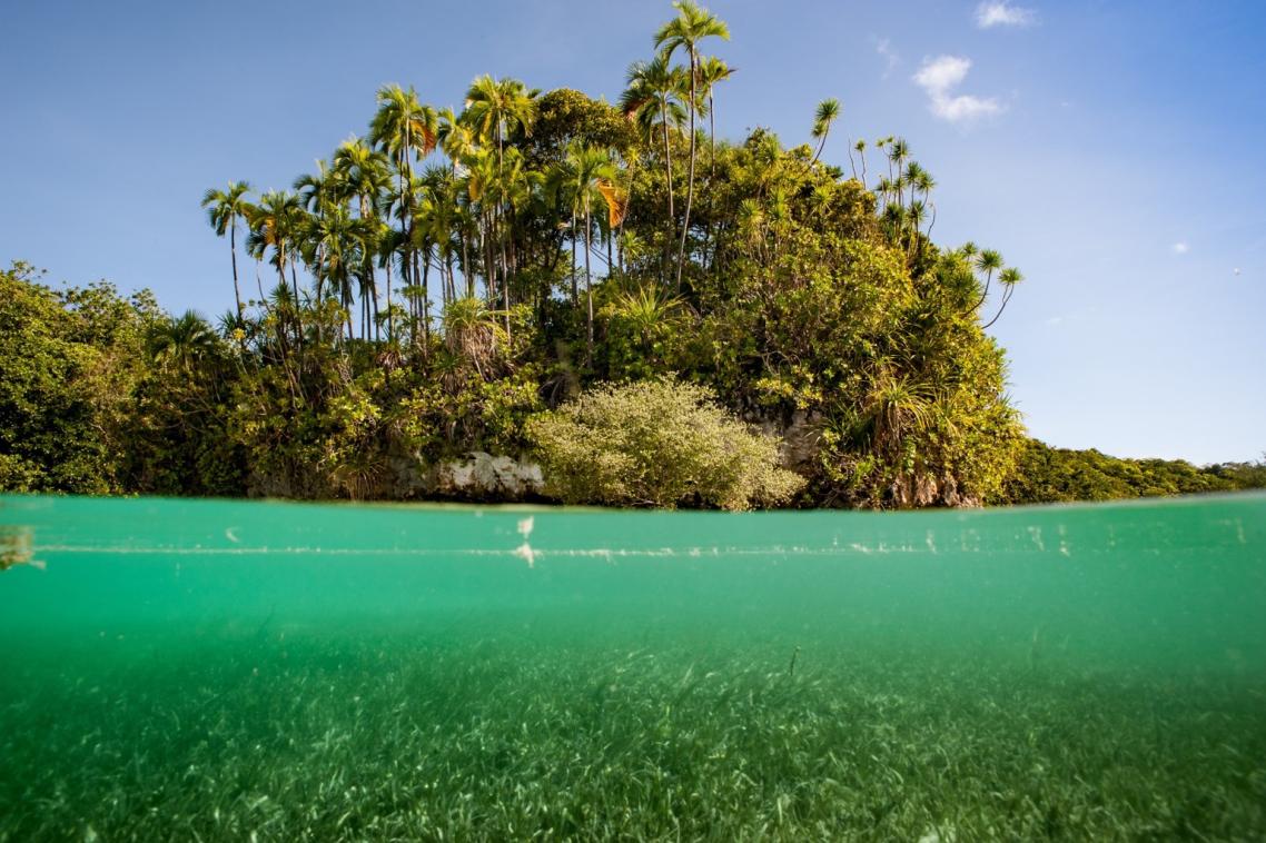 Seagrass and adjacent land in Palau (Photo by Mark Priest)