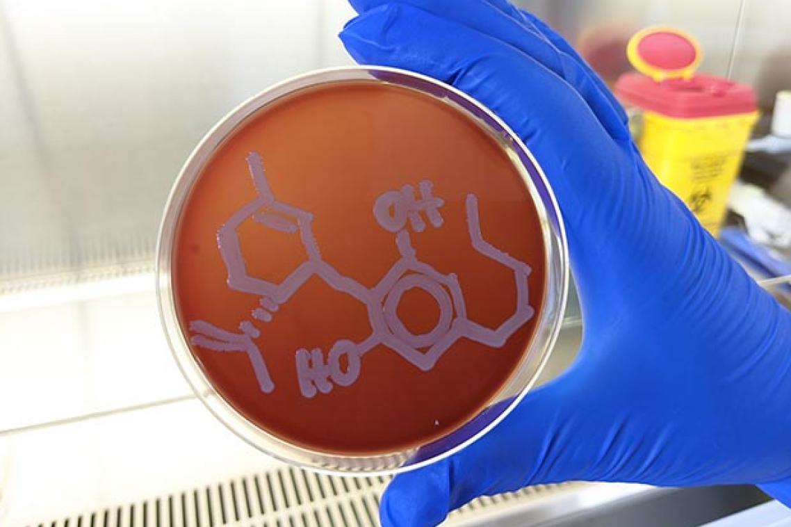 A gloved hand holds a petri dish with the CBD molecular structure drawn on the lid.