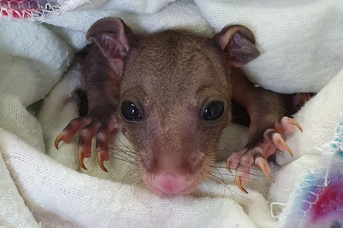 A short-eared possum wrapped in a blanket