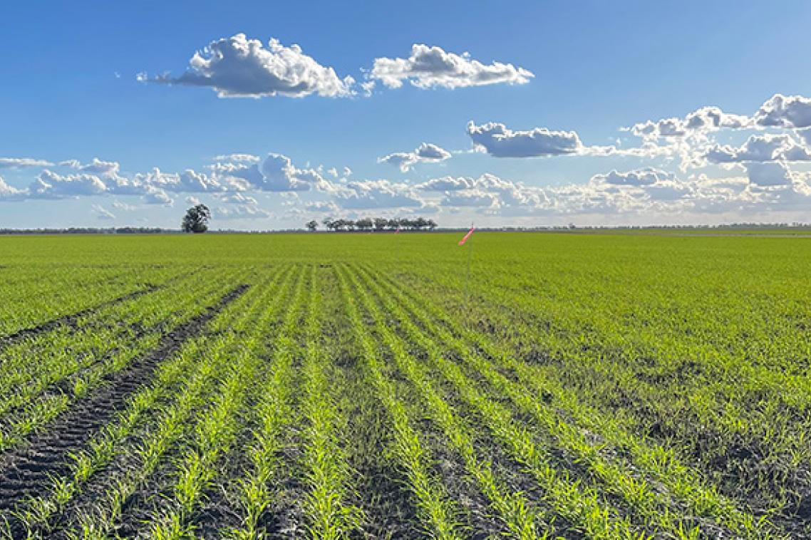 green grass grows in rows in a field with trees in the distance against a blue sky