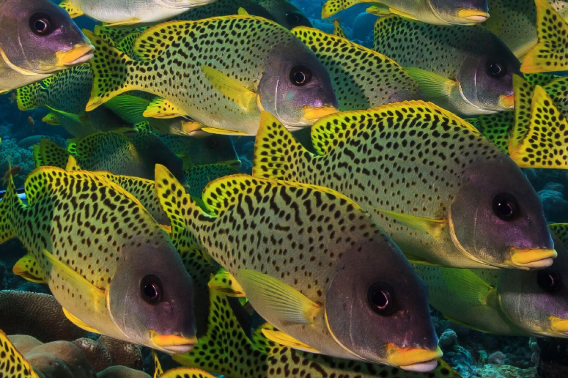 A school of Blackspotted rubberlip form a dense school on a reef in the Western Indian Ocean. Photo: Tane Sinclair-Taylor.