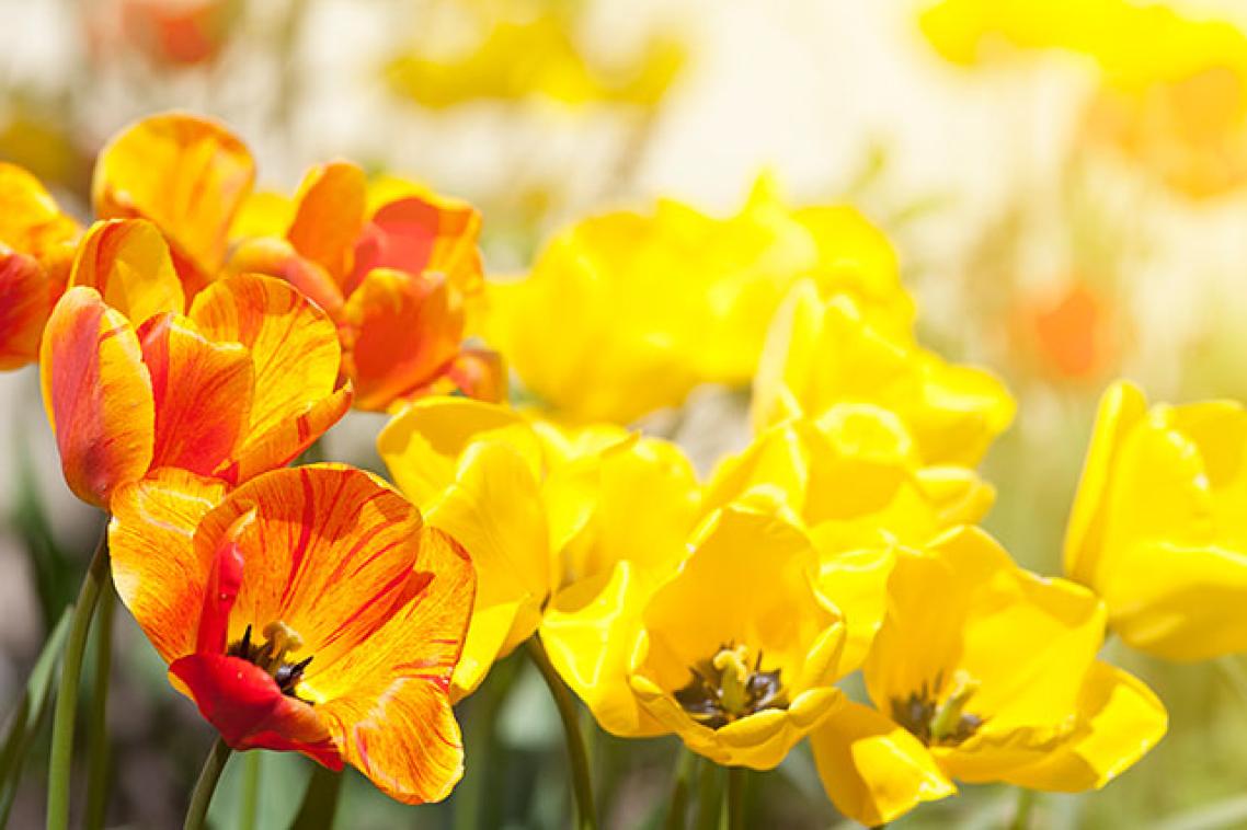 Yellow daffodils in the sun