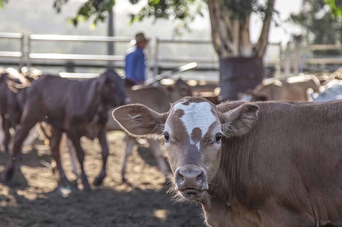 Cattle in a paddock