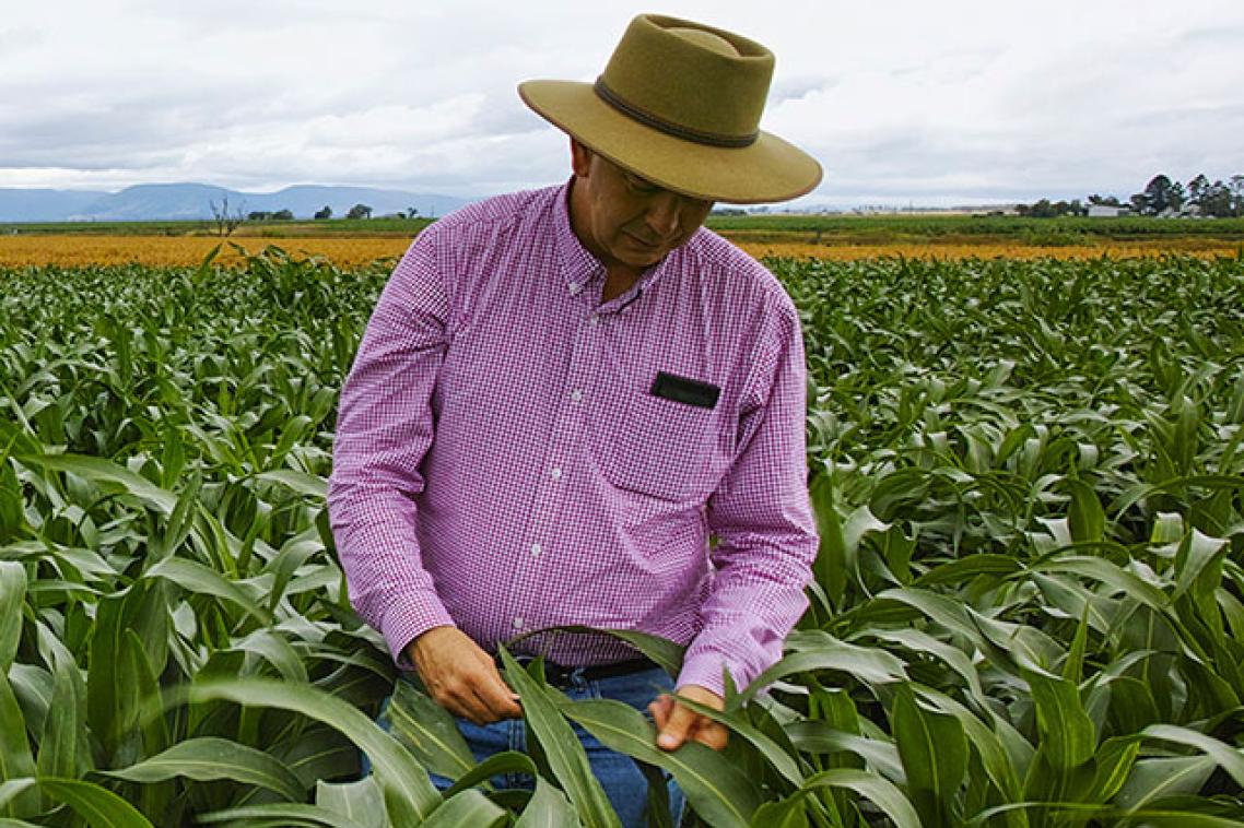 Professor David Jordan in a sorghum crop field