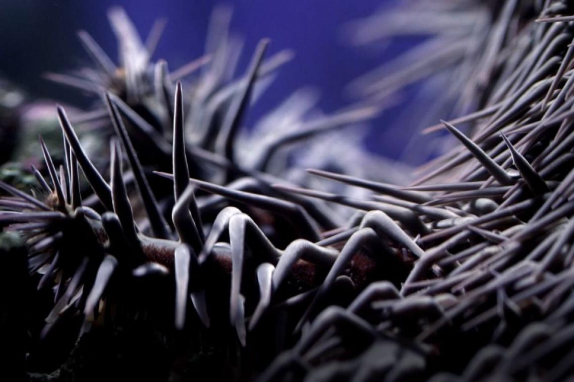 Crown-of-thorn starfish