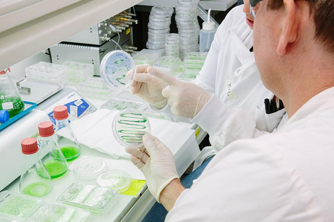 Scientists studying petri dishes