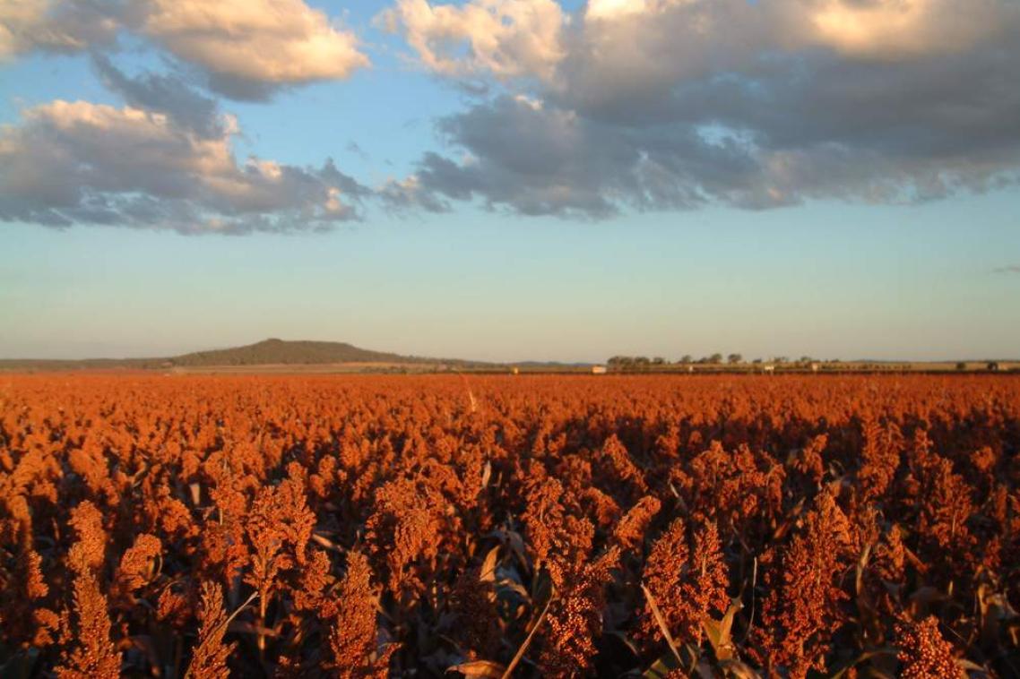 Field of crops