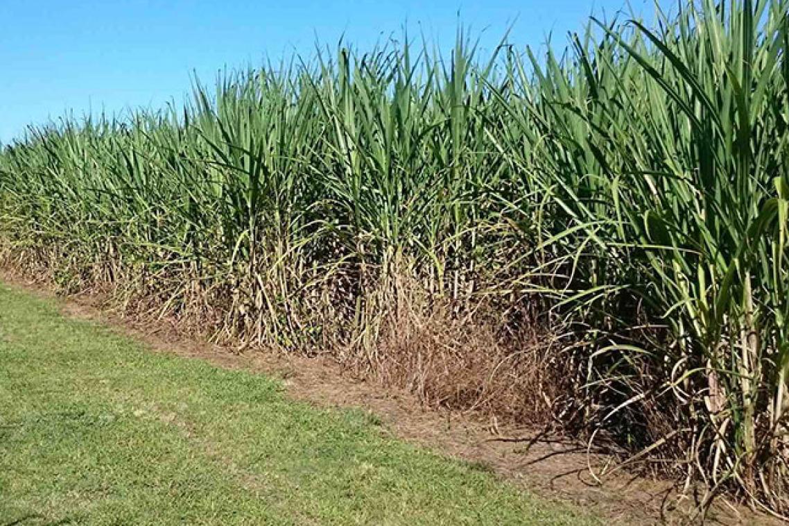 Crop field