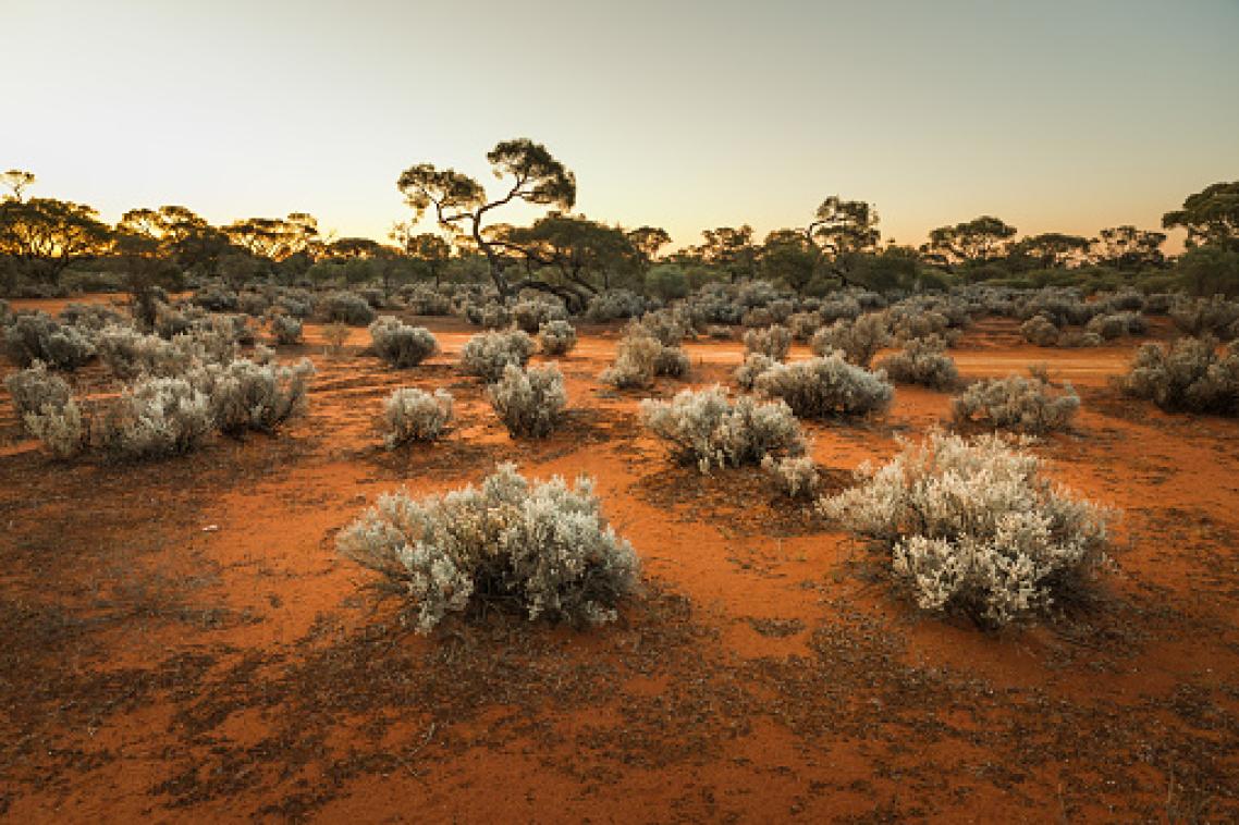 Image of red sand and arid plants in Australian outback