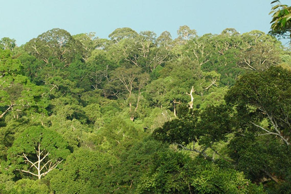 Forest tree tops