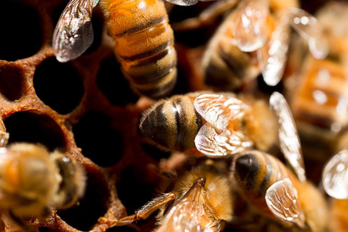 Bees on their hive