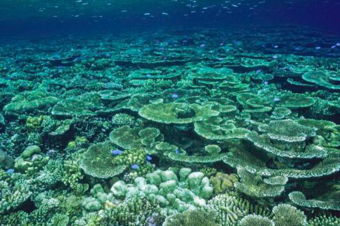 Coral under water on the Great Barrier Reff
