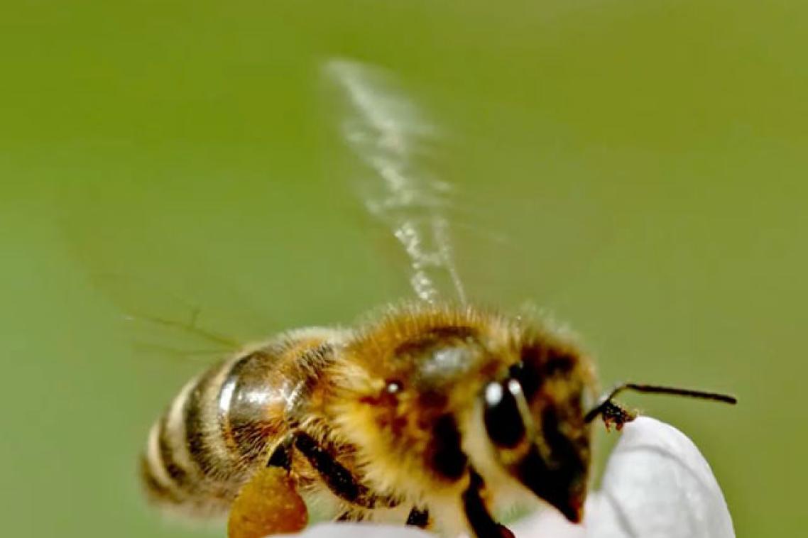 A bee landing on a flower