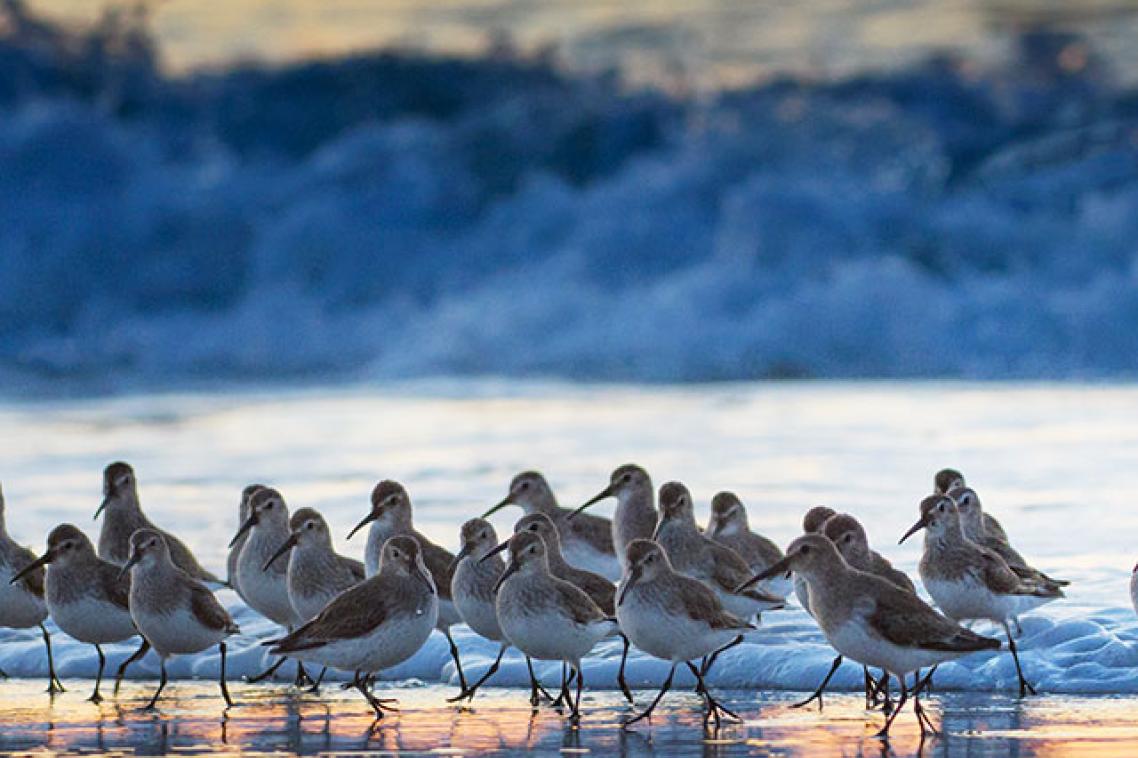 Flock of birds standing on a shoreline