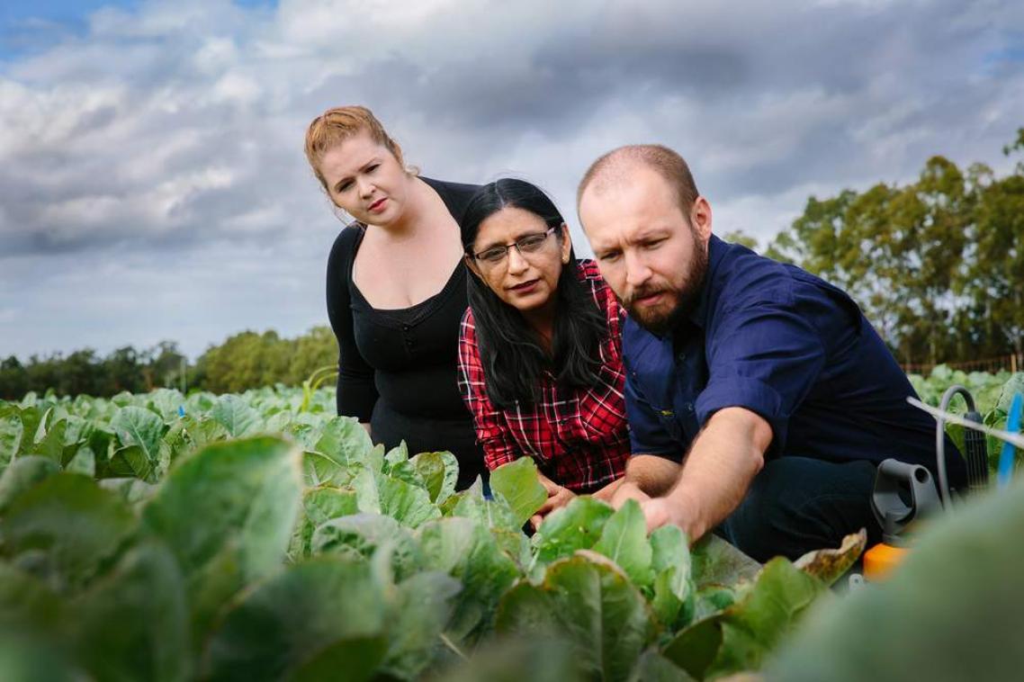 Professor Neena Mitter and her team in a crop field