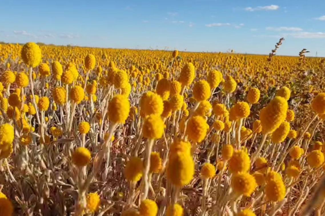 Field of dry crops