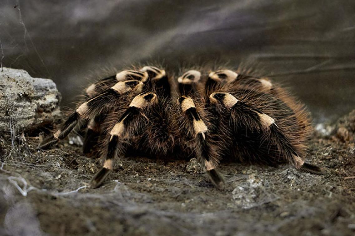 A spider crawling